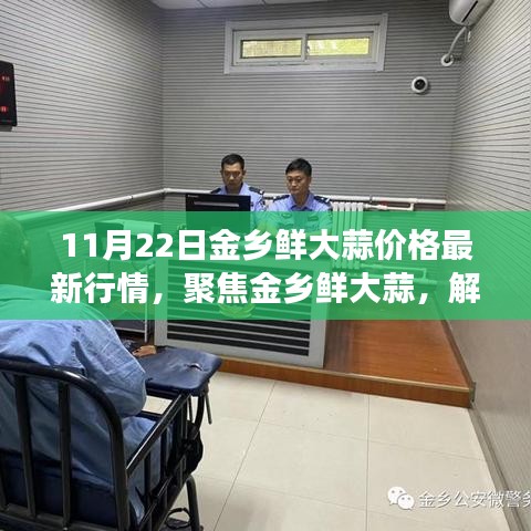 金乡鲜大蒜最新行情解析，价格动态与市场趋势报告（11月22日专报）