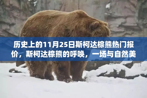 斯柯达棕熊，自然美景的邂逅之旅与热门报价发布