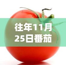 往年11月25日番茄社区热门网址回顾，解析流量背后的秘密与趋势