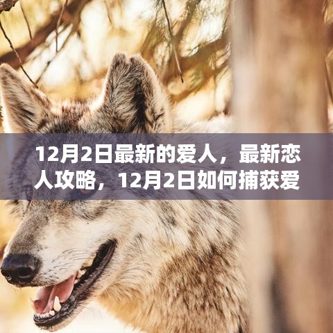 12月2日最新恋人攻略，捕获爱情的步伐