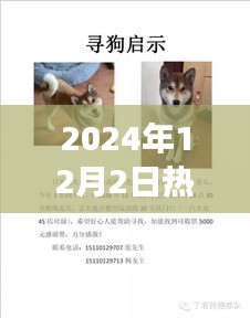 温情故事背后的寻狗启示，失而复得的狗狗与坚固友情（附热门寻狗启示图片）
