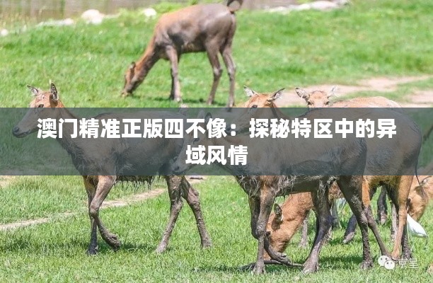 澳门精准正版四不像：探秘特区中的异域风情