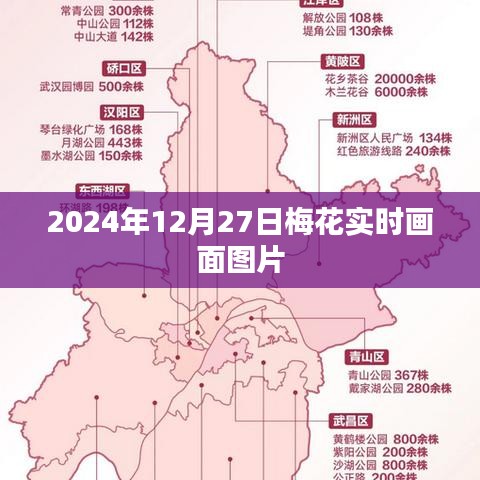 梅花盛开瞬间，实时画面图片欣赏