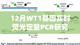WT1基因实时荧光定量PCR研究，12月最新进展