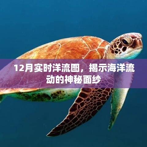 揭秘，12月洋流动态，海洋流动实时图探秘