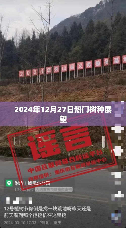 2024年热门树种展望，未来趋势与机遇分析