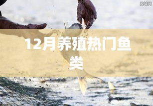 冬季热门养殖鱼类
