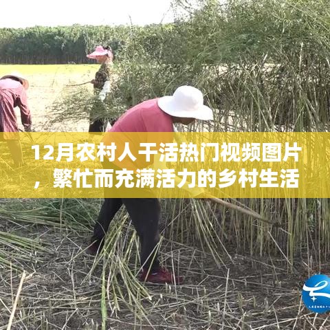 农村生活实拍，繁忙而充满活力的冬季劳作纪实视频图片