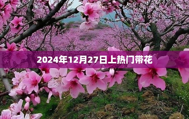 2024年12月27日热门之花盛宴
