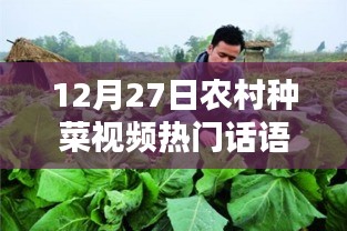 农村种菜视频热门语录分享，12月27日精选语录