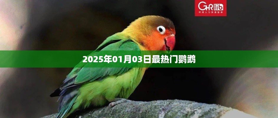 鹦鹉热潮，揭秘2025年热门鹦鹉品种