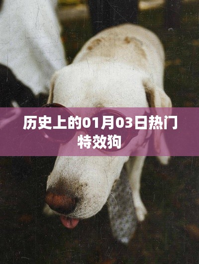 历史上的特效狗，一月三日热门事件回顾