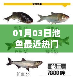池鱼热门动态，最新资讯一网打尽