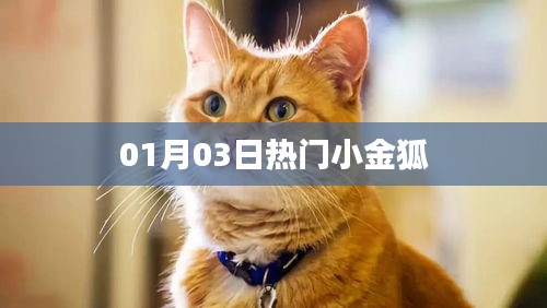 小金狐最新热门资讯，01月03日一览