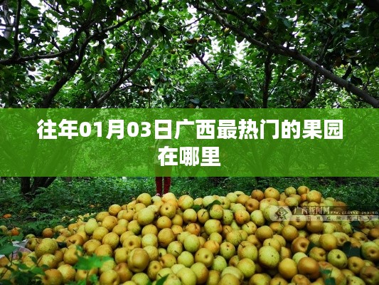 广西元旦时节最热门的果园探秘