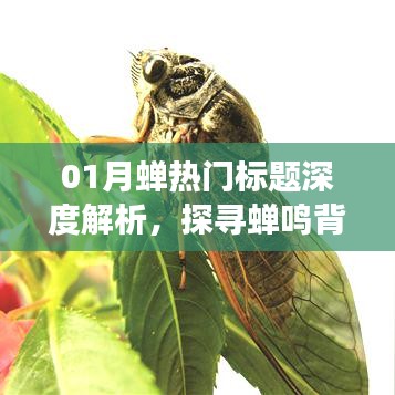 蝉鸣背后的故事深度解析，一月蝉热门标题探寻