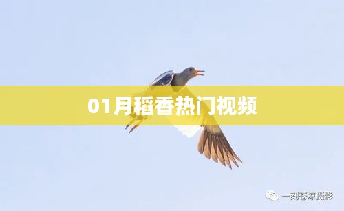 稻香热门视频，一月精彩回顾