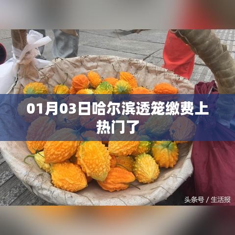 哈尔滨透笼缴费引热议
