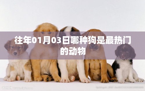 『历年元旦热门犬种盘点，哪些狗狗最受欢迎』