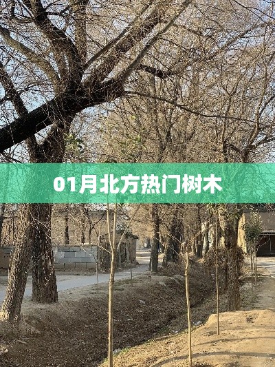 北方热门树木一月风采