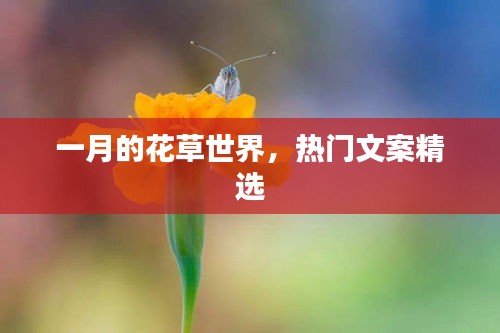 一月花草世界的文案精选