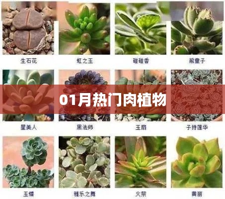 根据您的需求，以下是一个符合要求的标题，，热门肉植物，一月精选榜单揭晓！