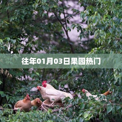 果园热门活动日回顾，历年一月三日盛况