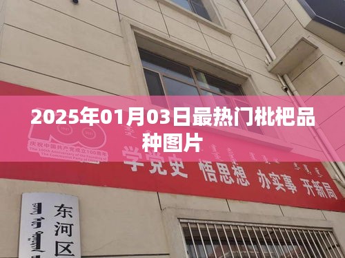 『2025年热门枇杷品种大赏，品种图片全攻略』