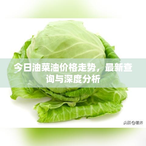 今日油菜油价格走势，最新查询与深度分析