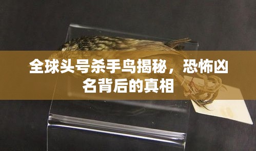 全球头号杀手鸟揭秘，恐怖凶名背后的真相