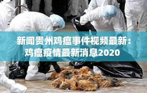 新闻贵州鸡瘟事件视频最新：鸡瘟疫情最新消息2020 