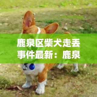 鹿泉区柴犬走丢事件最新：鹿泉警犬基地关押什么犯人 