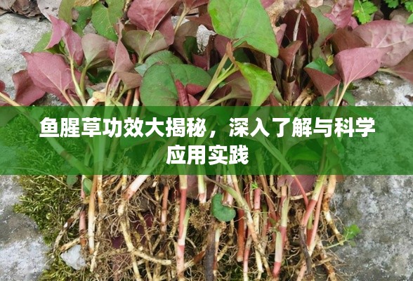 鱼腥草功效大揭秘，深入了解与科学应用实践
