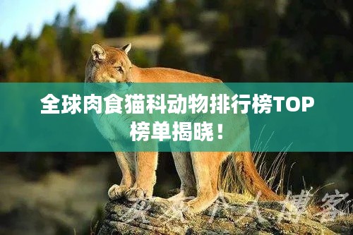 全球肉食猫科动物排行榜TOP榜单揭晓！