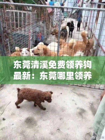 东莞清溪免费领养狗最新：东莞哪里领养狗 