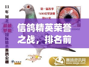 信鸽精英荣誉之战，排名前十精英荟萃，荣誉之战揭晓！