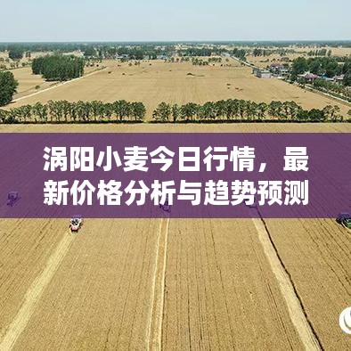 涡阳小麦今日行情，最新价格分析与趋势预测