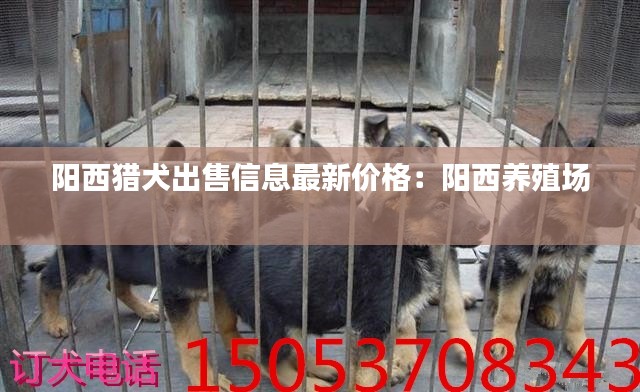 阳西猎犬出售信息最新价格：阳西养殖场 