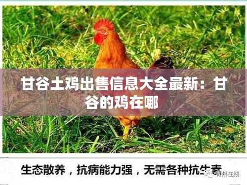 甘谷土鸡出售信息大全最新：甘谷的鸡在哪 