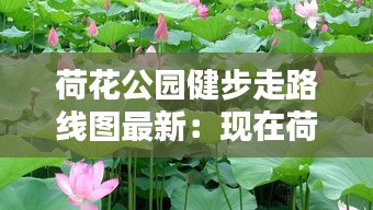 荷花公园健步走路线图最新：现在荷花哪个公园开了 