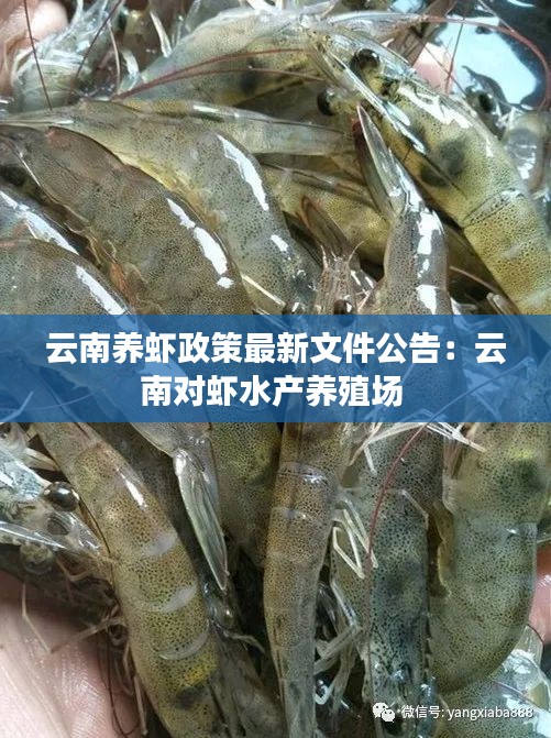 云南养虾政策最新文件公告：云南对虾水产养殖场 