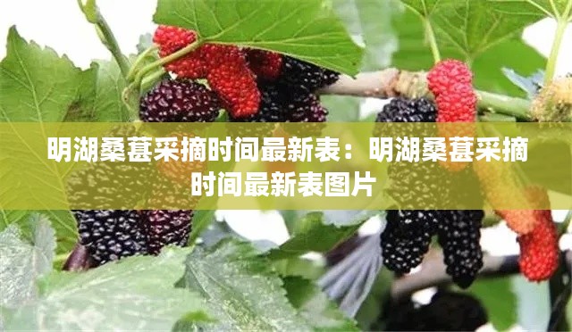 明湖桑葚采摘时间最新表：明湖桑葚采摘时间最新表图片 