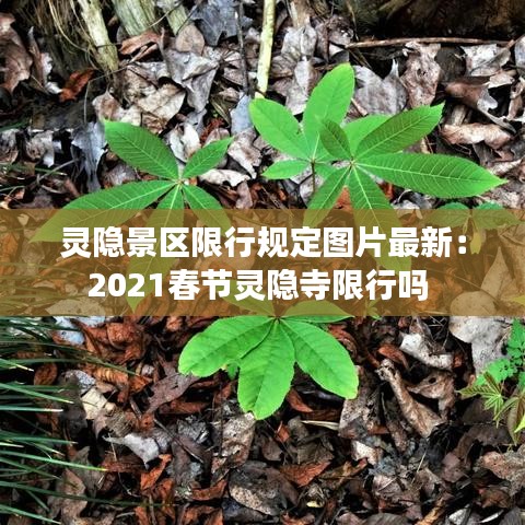 一枝独秀 第2页
