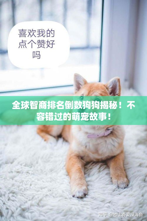 全球智商排名倒数狗狗揭秘！不容错过的萌宠故事！