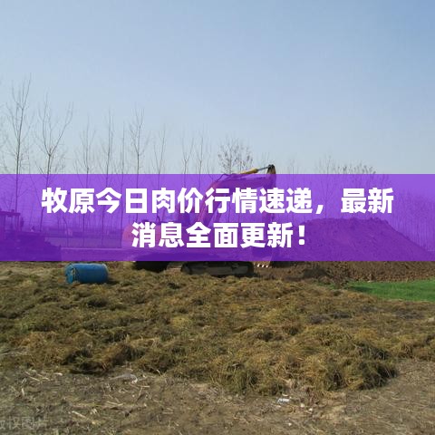 牧原今日肉价行情速递，最新消息全面更新！