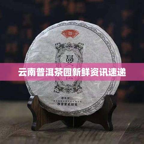 云南普洱茶园新鲜资讯速递