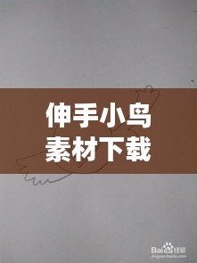 伸手小鸟素材下载网站最新：伸手简笔画 
