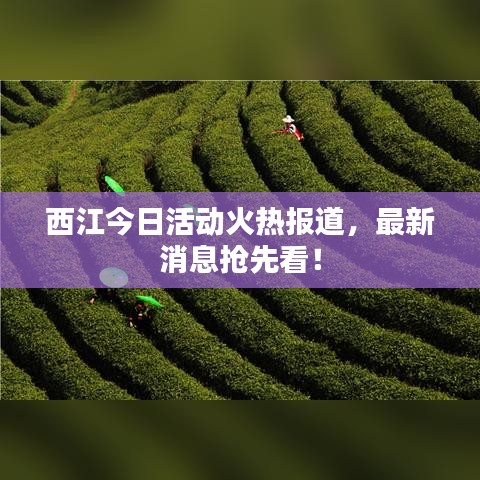 西江今日活动火热报道，最新消息抢先看！