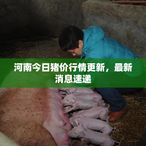 河南今日猪价行情更新，最新消息速递