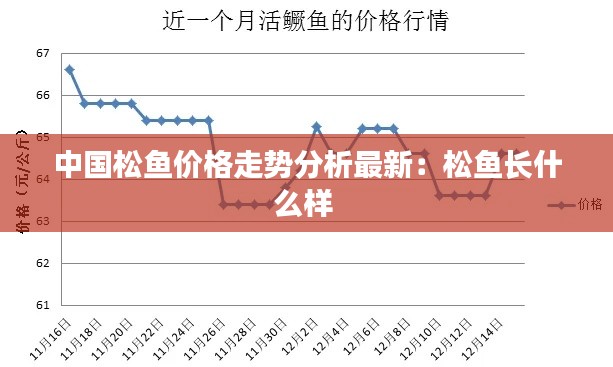 中国松鱼价格走势分析最新：松鱼长什么样 